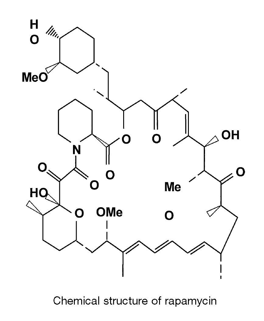 Rapamycin | The unknowns of an emerging longevity drug - Increase Lifespan